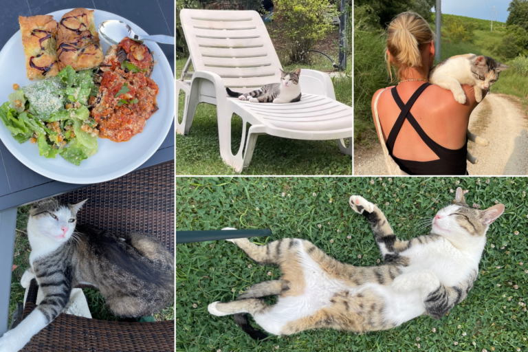 Katzen in Oasi Sorgente